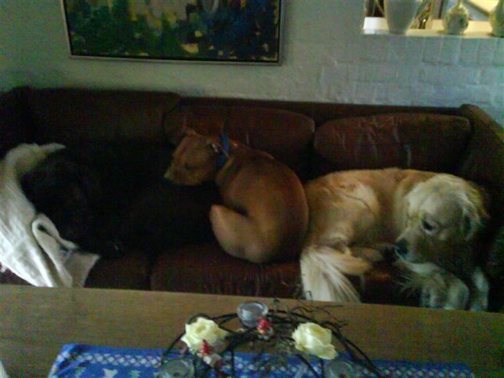 Amerikansk staffordshire terrier Jason billede 5