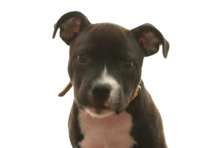 Staffordshire bull terrier Chico - chico 2 måneder billede 1