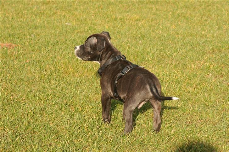 Staffordshire bull terrier Chico - gode muskler siden hvalp billede 2