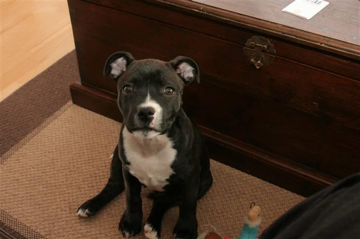 Staffordshire bull terrier Chico billede 3