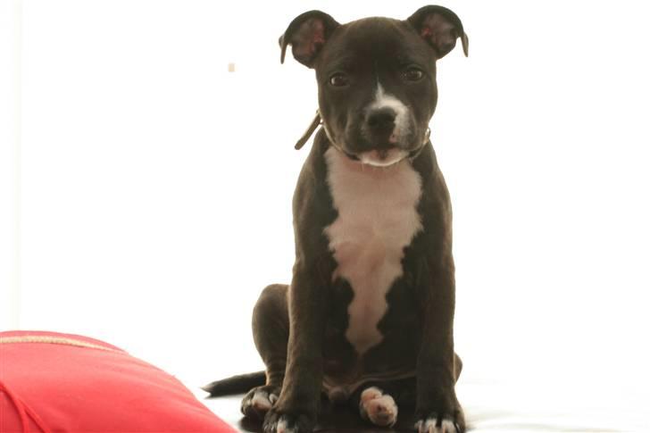 Staffordshire bull terrier Chico - Flot modelhvalp 2 måneder billede 4