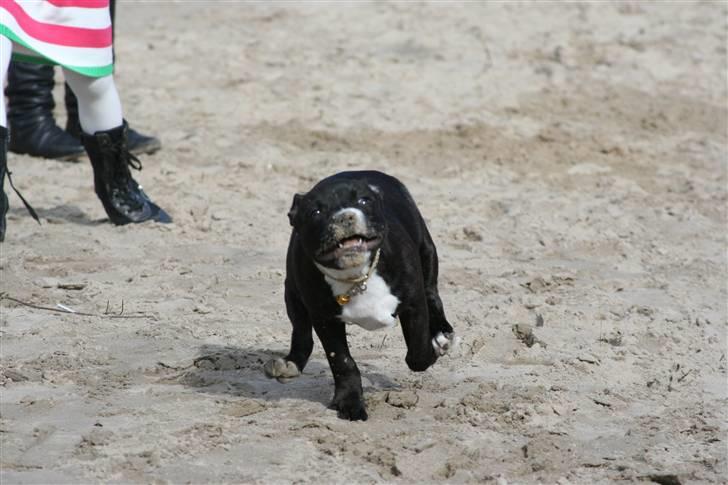 Staffordshire bull terrier Chico - Fyre den total af billede 5