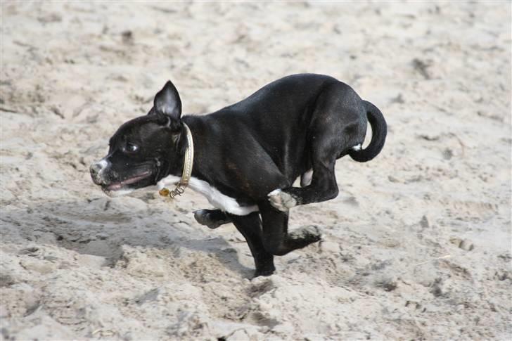 Staffordshire bull terrier Chico - mr speedy billede 6