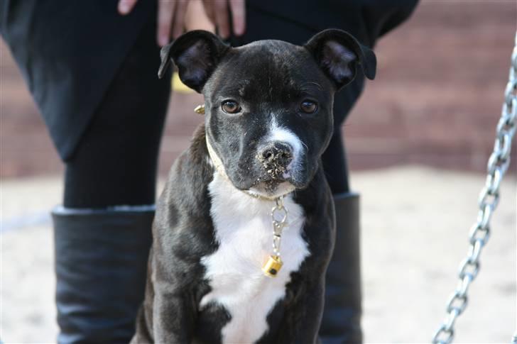Staffordshire bull terrier Chico - På legeplads med familien billede 7