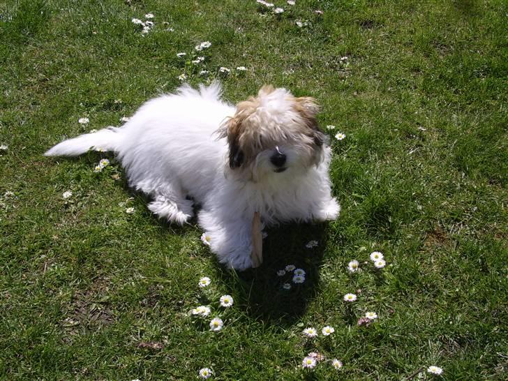 Coton de tulear balou billede 16
