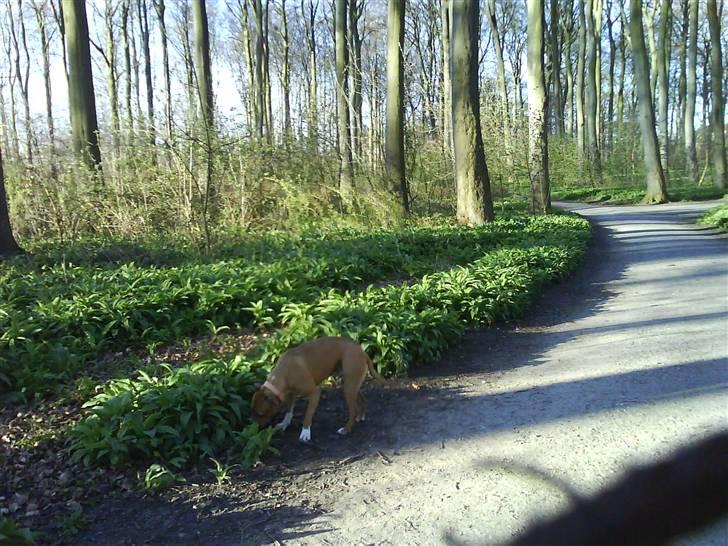 Amerikansk staffordshire terrier Jason billede 6