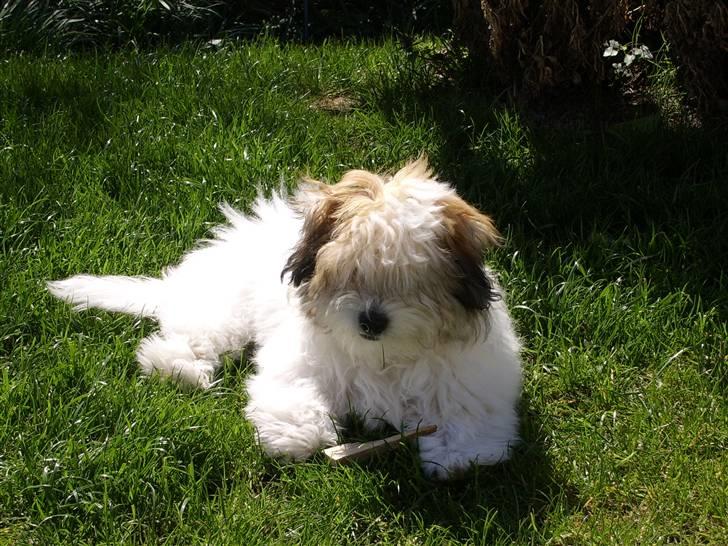 Coton de tulear balou billede 17