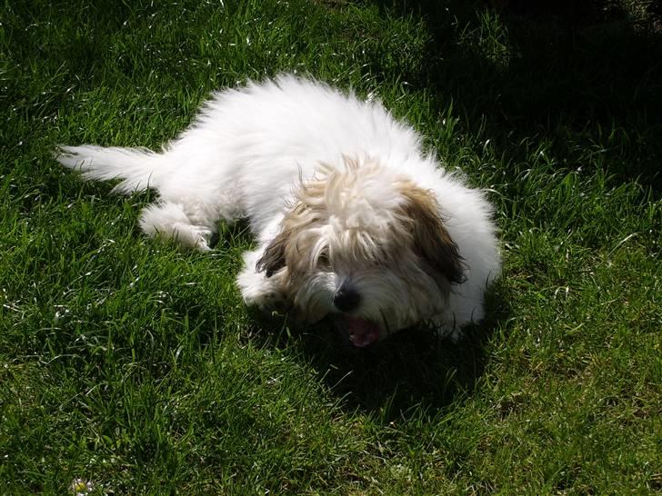 Coton de tulear balou billede 18