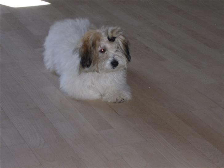 Coton de tulear balou billede 19