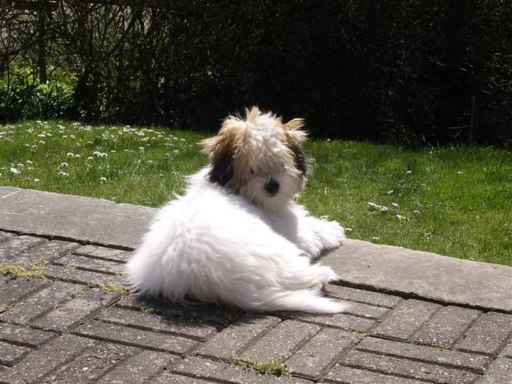 Coton de tulear balou billede 20