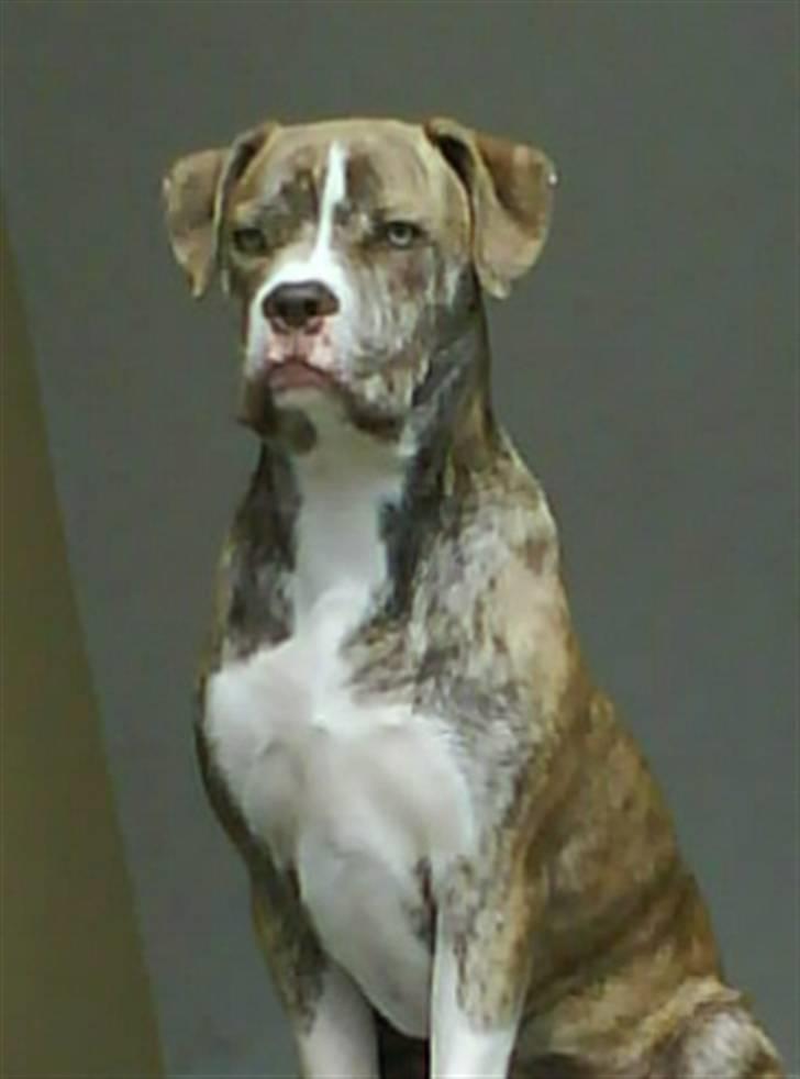 Amerikansk bulldog Caine - Hva´ var det..? billede 7