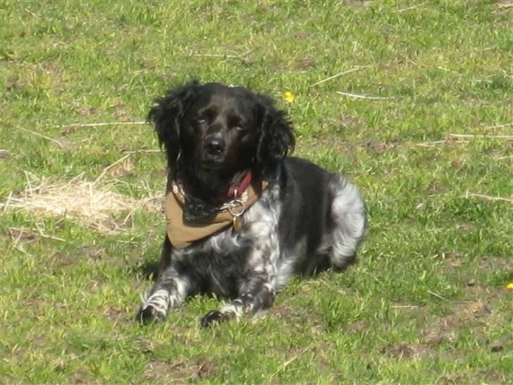 Breton Nana.. billede 1