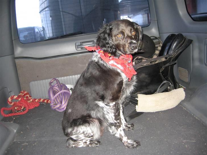 Breton Nana.. billede 2