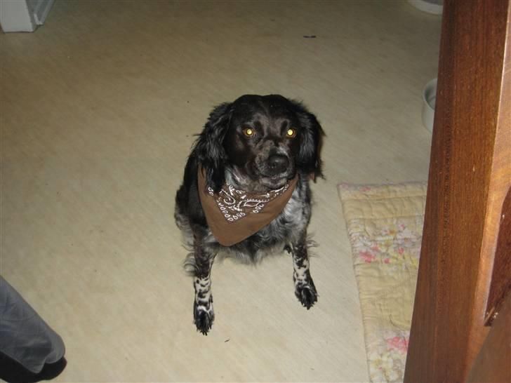 Breton Nana.. billede 3