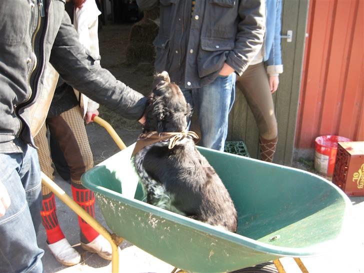 Breton Nana.. billede 4