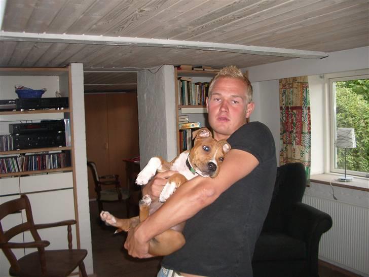 Amerikansk staffordshire terrier Jason billede 7