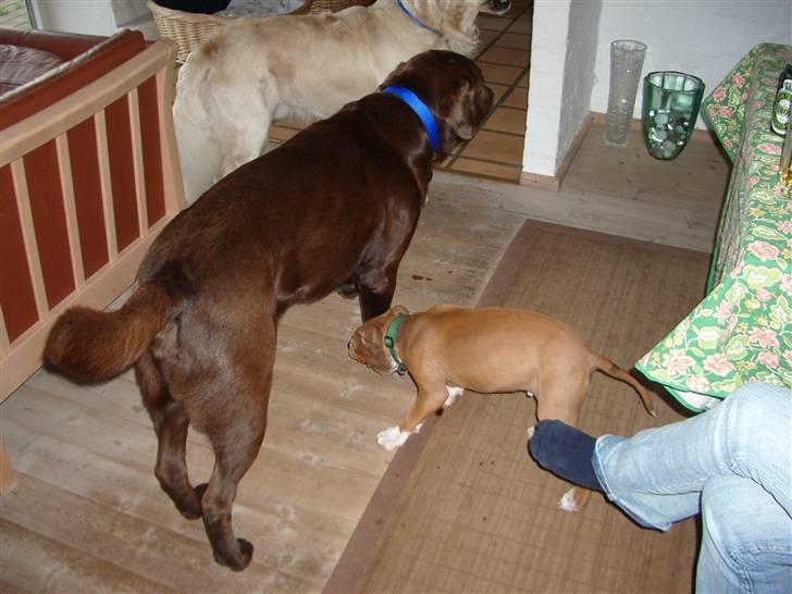 Amerikansk staffordshire terrier Jason billede 8