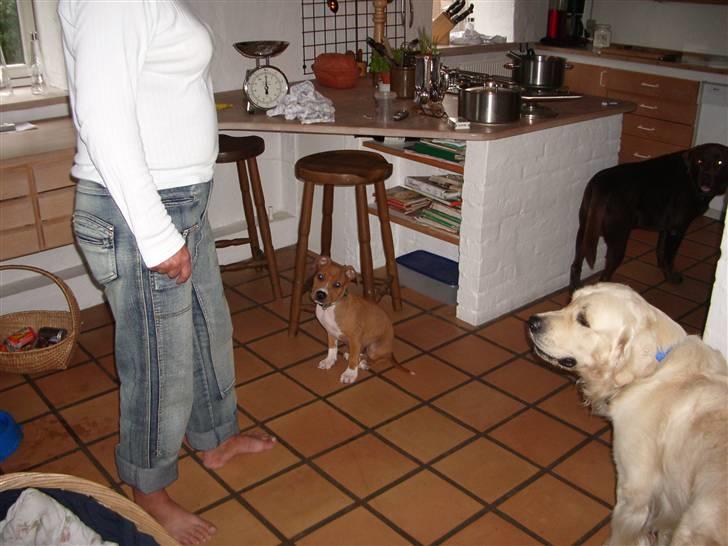 Amerikansk staffordshire terrier Jason billede 9