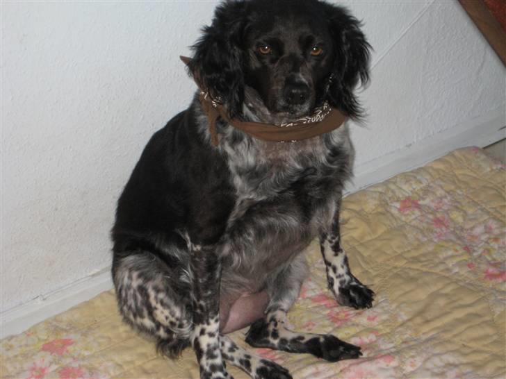 Breton Nana.. billede 5