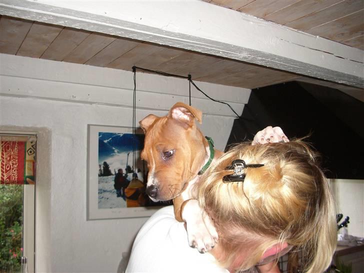 Amerikansk staffordshire terrier Jason billede 10