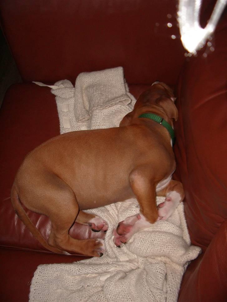 Amerikansk staffordshire terrier Jason billede 11