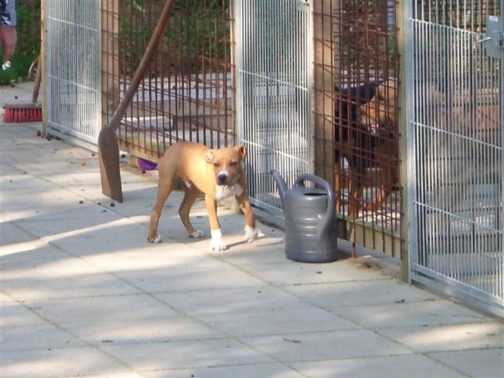 Amerikansk staffordshire terrier Jason billede 12