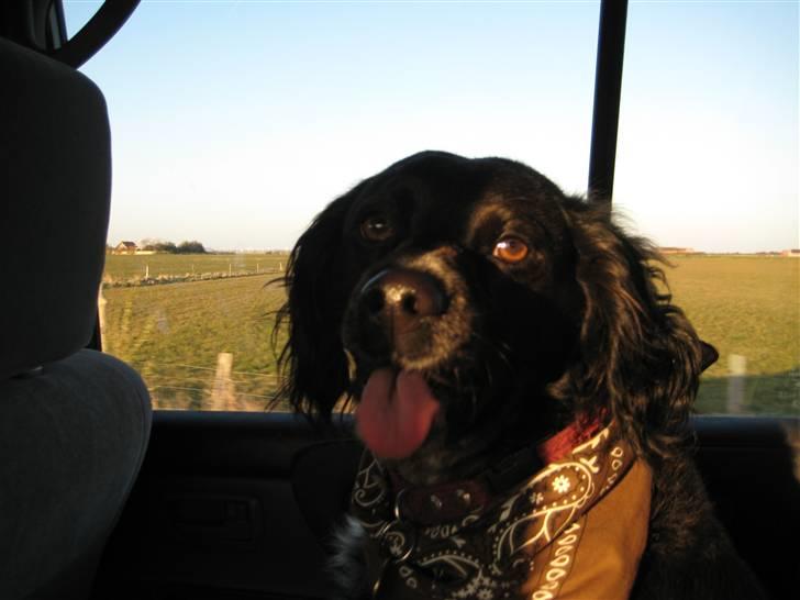 Breton Nana.. billede 6