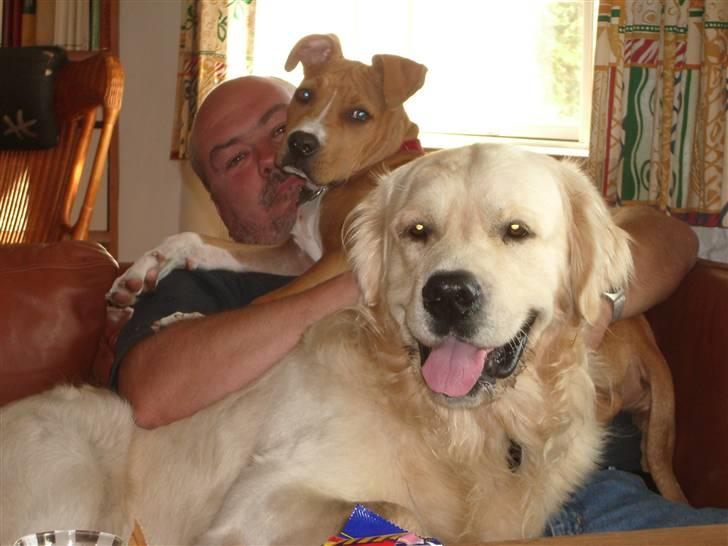 Amerikansk staffordshire terrier Jason billede 13