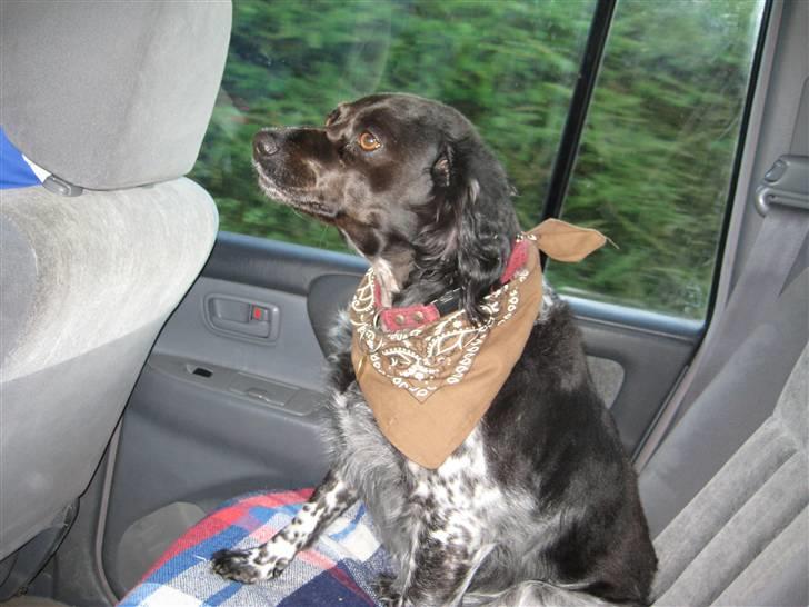 Breton Nana.. billede 7