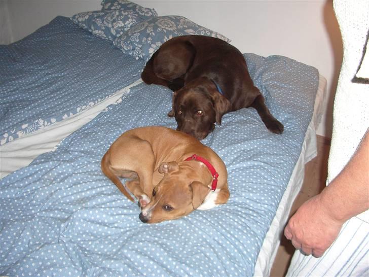 Amerikansk staffordshire terrier Jason billede 14