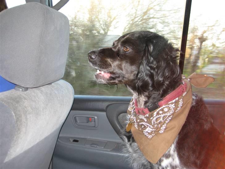 Breton Nana.. billede 8