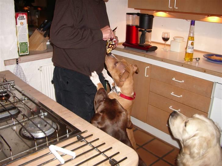 Amerikansk staffordshire terrier Jason billede 15