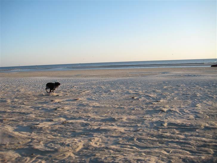 Breton Nana.. billede 9