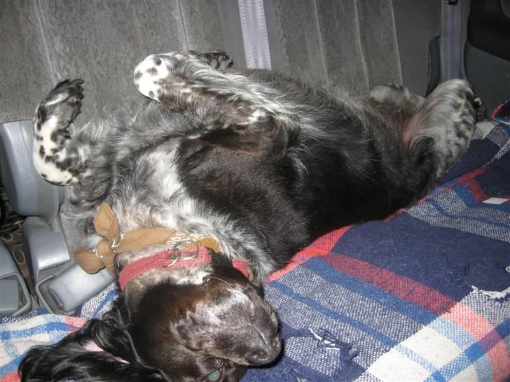 Breton Nana.. billede 11