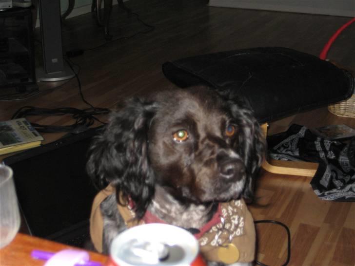 Breton Nana.. billede 12