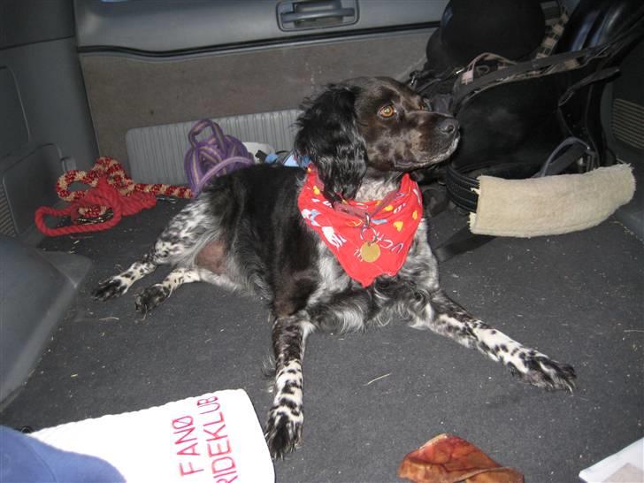 Breton Nana.. billede 13