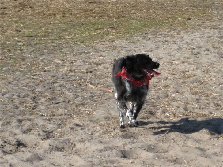 Breton Nana.. billede 14