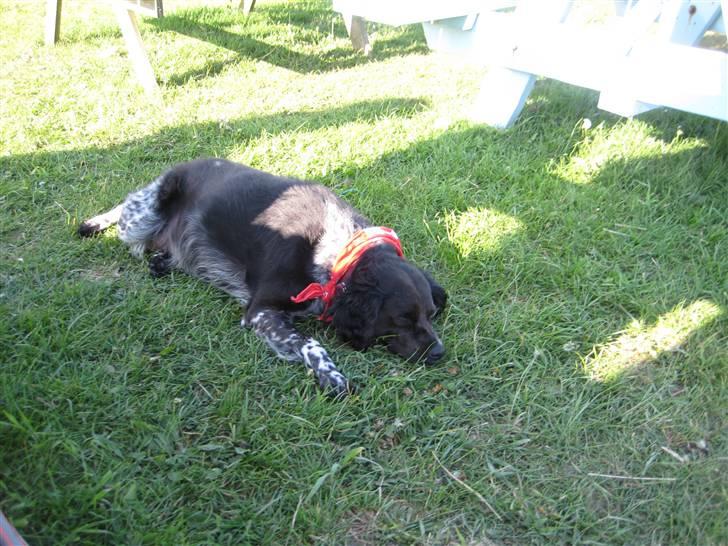 Breton Nana.. billede 15