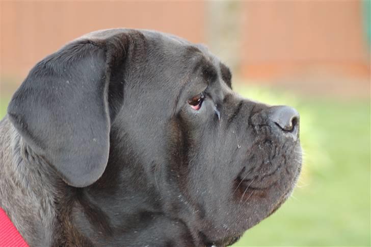 Cane corso campo di cavallo tara billede 14
