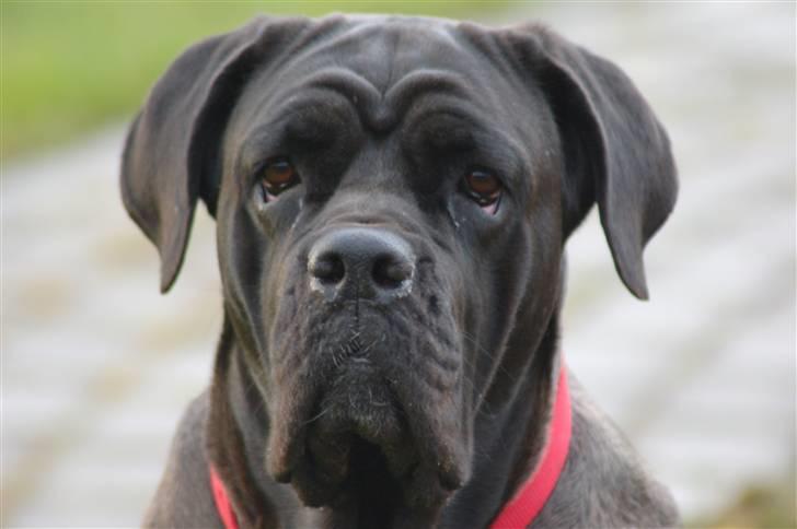 Cane corso campo di cavallo tara billede 15