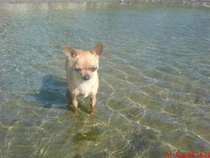 Chihuahua Chili (mors dejlige tøs) - Gad vide havd det er for noget det her våde noget :) men det er dejligt i sommervarmen. billede 1