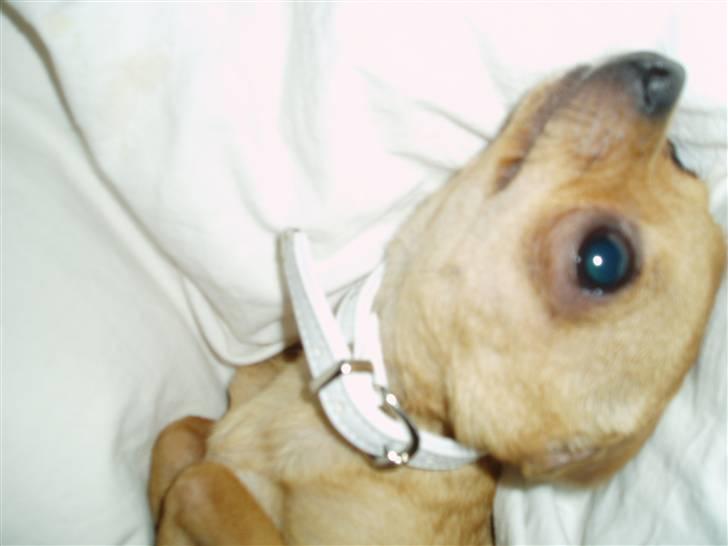 Chihuahua Chili (mors dejlige tøs) - skøøøønt at putte billede 2