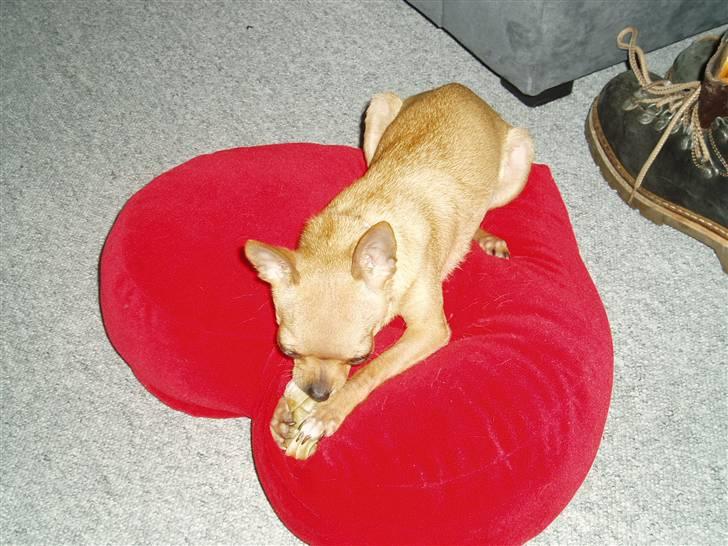 Chihuahua Chili (mors dejlige tøs) billede 3