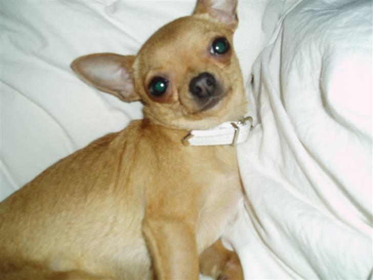 Chihuahua Chili (mors dejlige tøs) - gør mig lige lidt lækker for mor :) billede 4