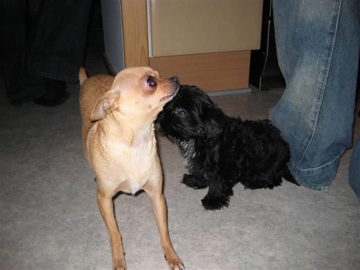 Chihuahua Chili (mors dejlige tøs) billede 5