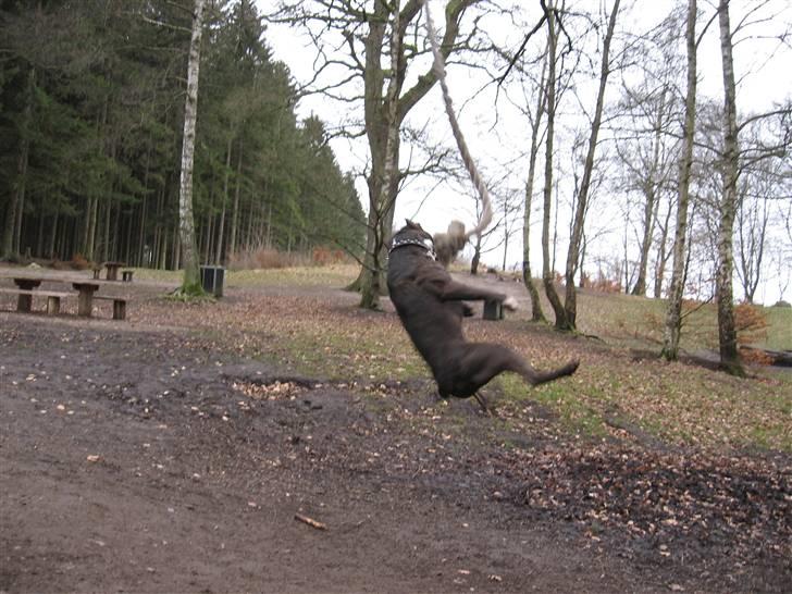 Amerikansk staffordshire terrier Cezar  - se lige hvor flottet muskler jeg har! billede 20