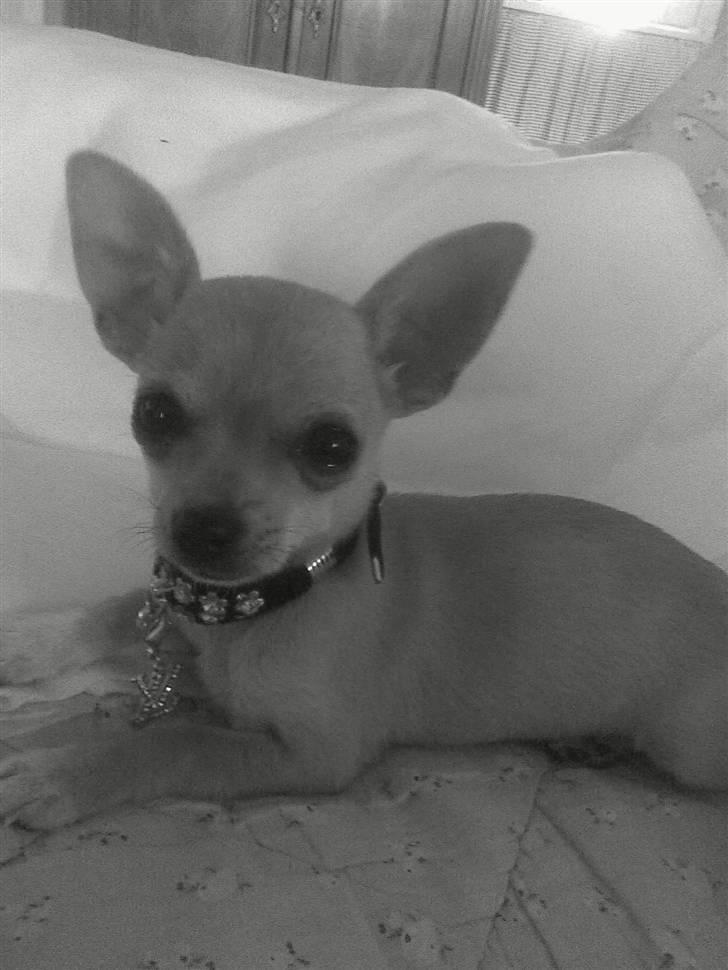 Chihuahua Malou - 14 uger.. Lille prinsesse <3 billede 1
