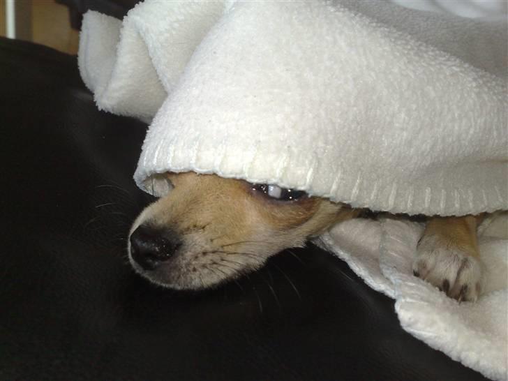 Chihuahua Malou billede 2