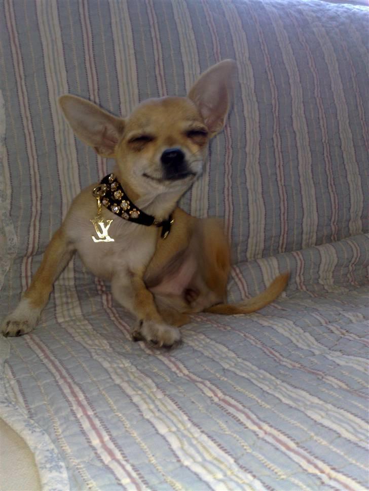 Chihuahua Malou billede 3