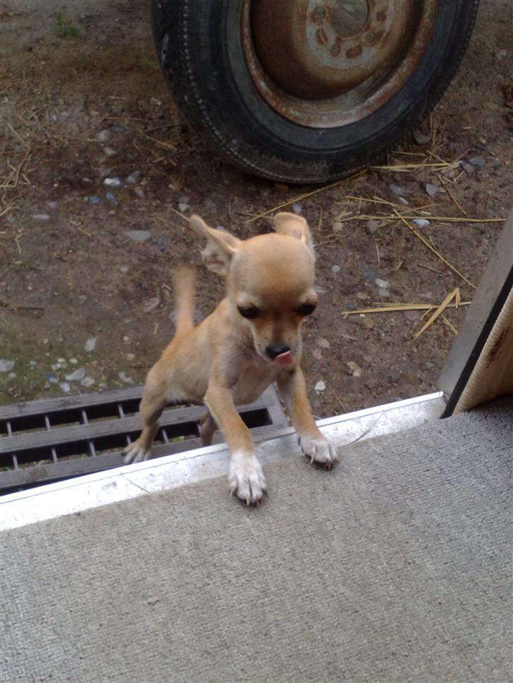 Chihuahua Malou billede 4